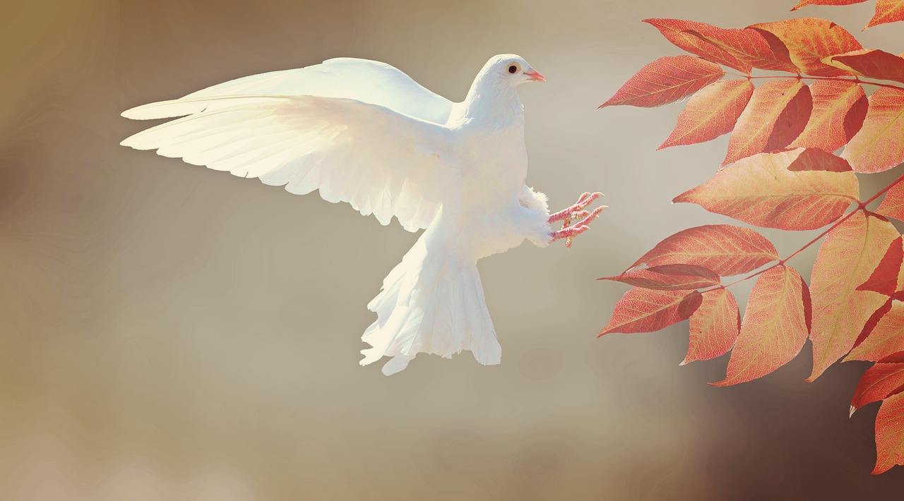Dove 2516641 1280