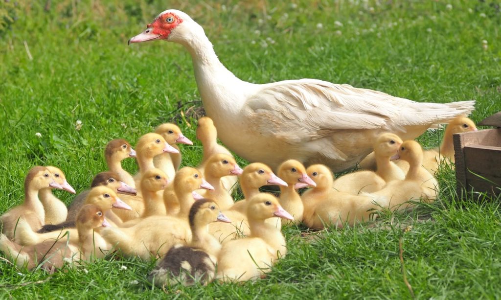 Purple grapes took the fruits market Ducklings Chicks Mama Duck 160509 1024x613
